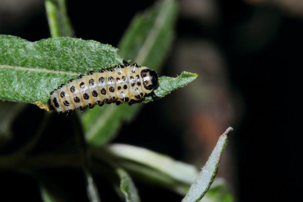 Larve di Chrysomela populi